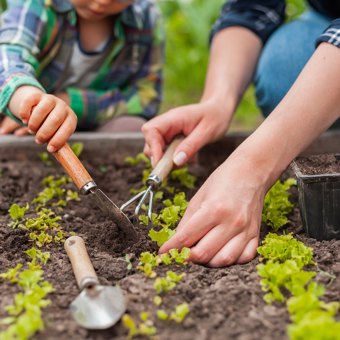 Child and mother gardening in vegetable garden in backyard